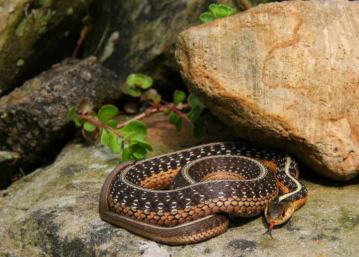 Eastern Garter Snake